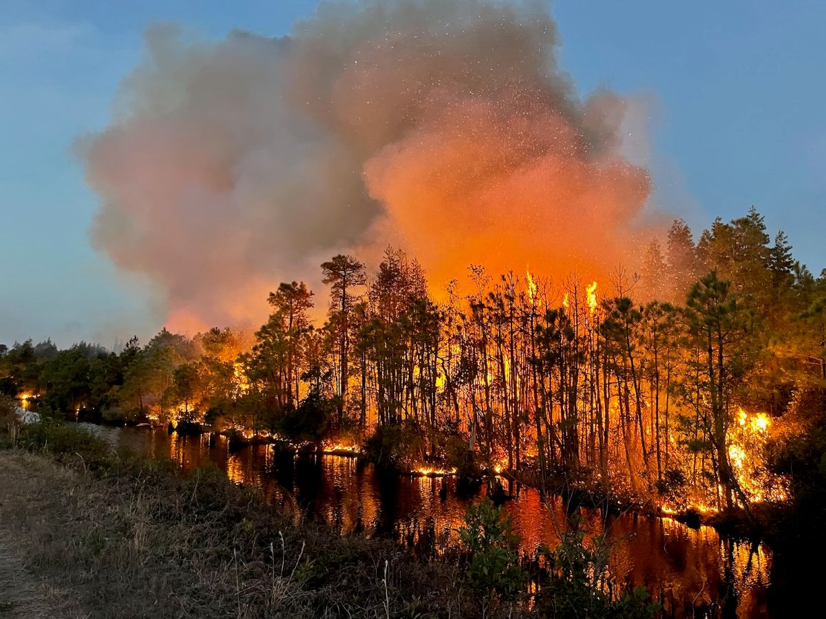 Last Resort Fire March 2023 in Tyrrell County. Photo: N.C. Forest Service