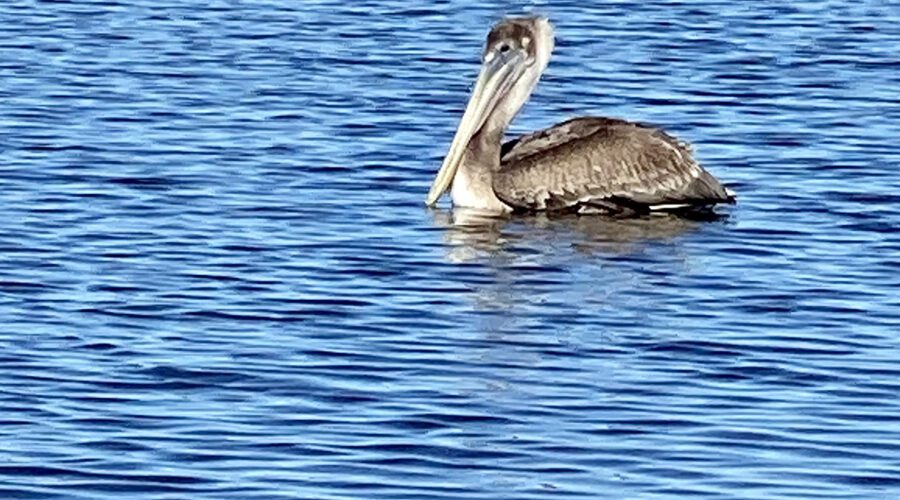 Behold the pelican, its beak can hold more than its belly can. Photo: Gordon Churchill