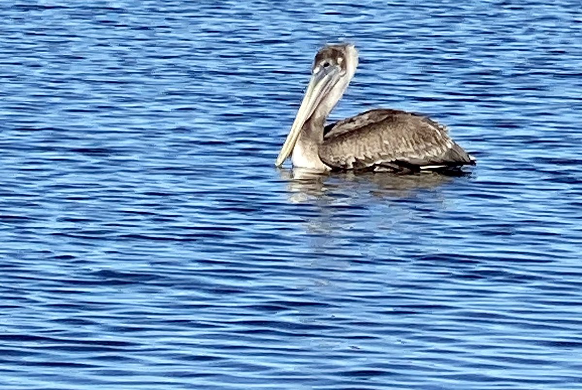 Behold the pelican, its beak can hold more than its belly can. Photo: Gordon Churchill