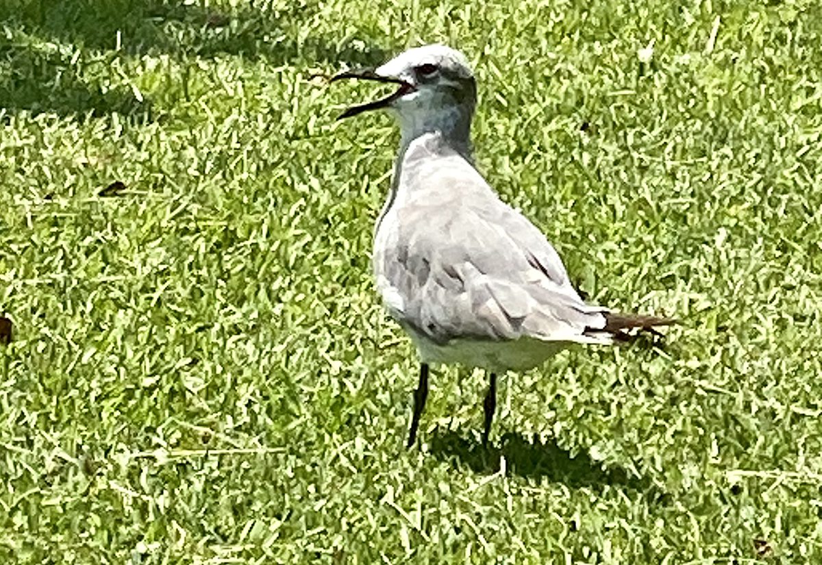 This little guy, a laughing gull, can be your best friend. Photo: Gordon Churchill