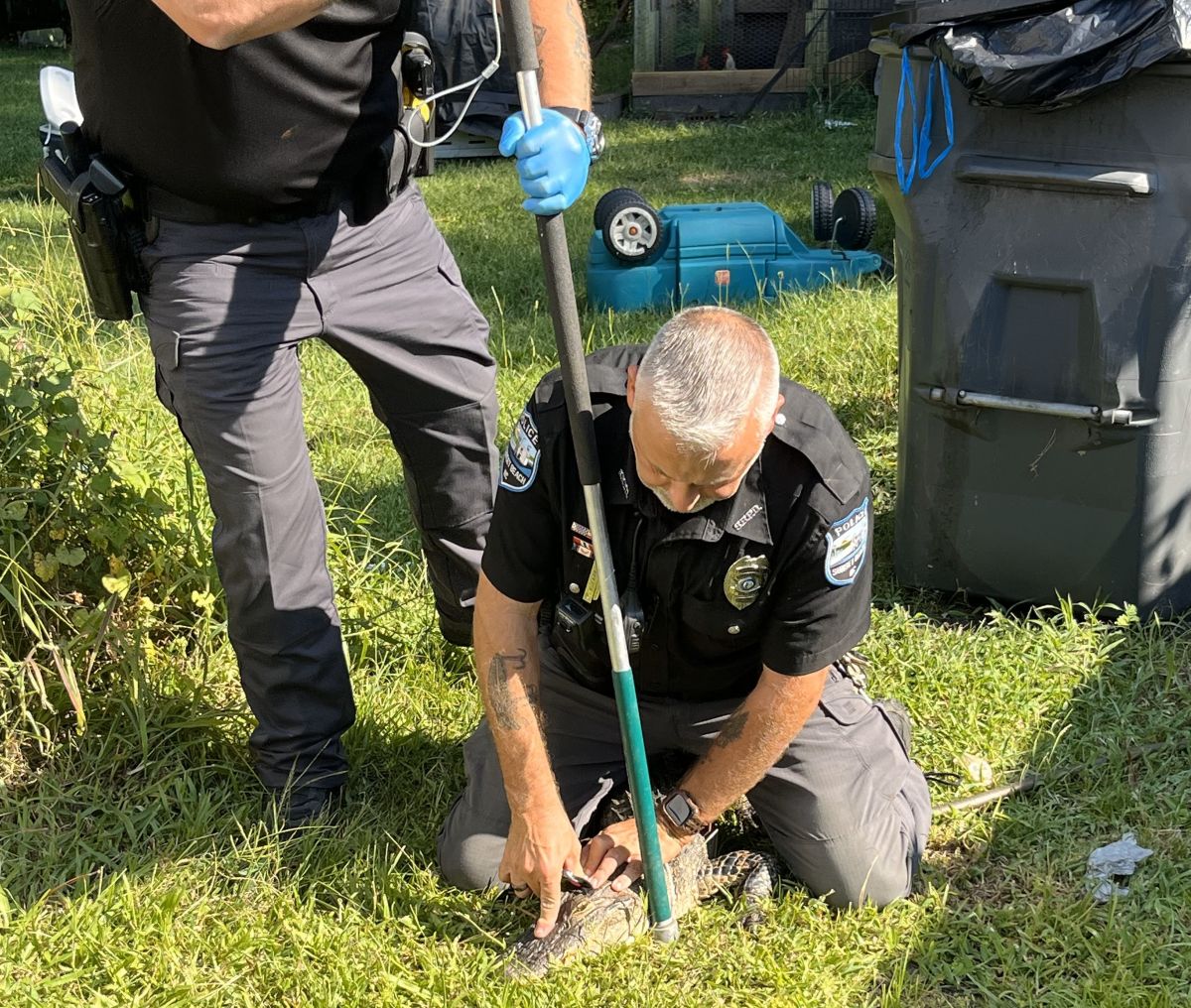 Sunset Beach Police Animal Control Officer Bill Arp wrestles an American alligator. Photo:  Courtesy Bill Arp