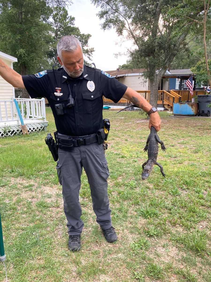 Sunset Beach Police Animal Control Officer Bill Arp holds an American alligator after capture. Photo: Courtesy Bill Arp