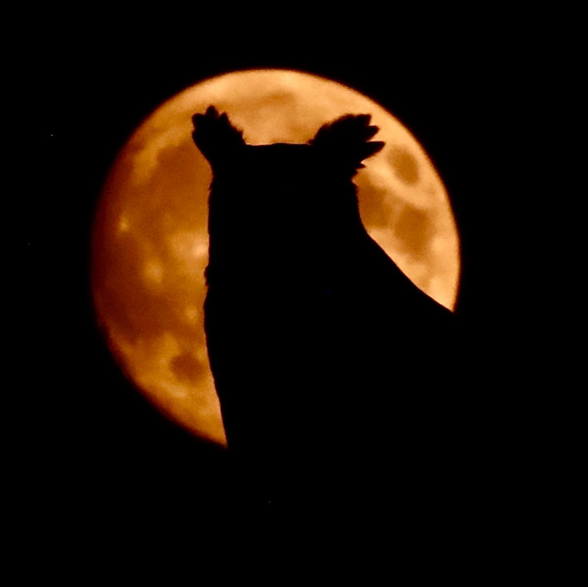 A great horned owl is silhouetted by the moon. Photo: Sam Bland