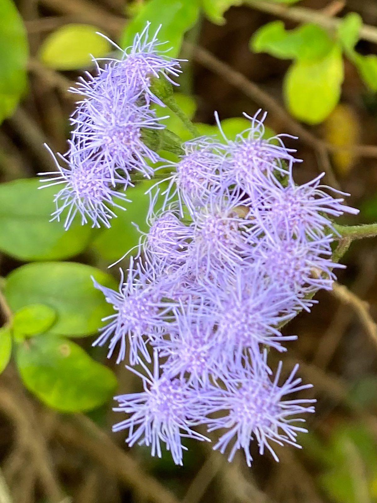 Native ageratum (Conoclinium coelestium) makes an unforgettable late summer into fall display along roadsides and in ditches. Photo: Heidi S. Skinner