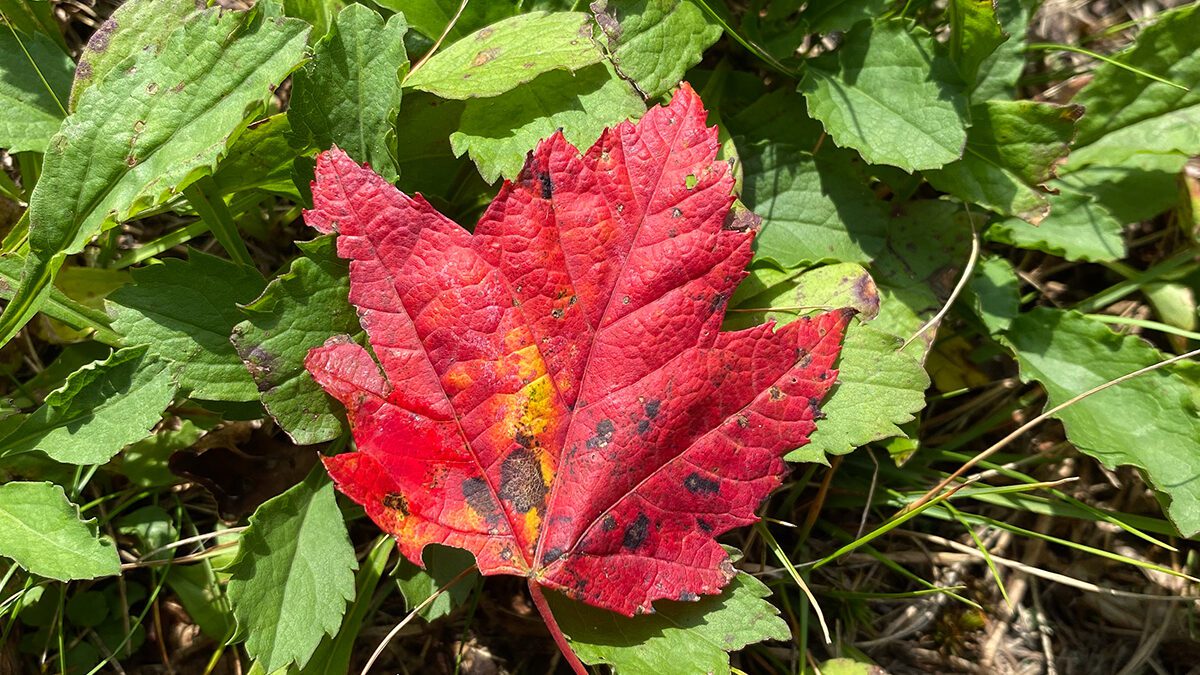 A brilliantly red maple leaf stands out atop green weeds. Photo: Heidi S. Skinner