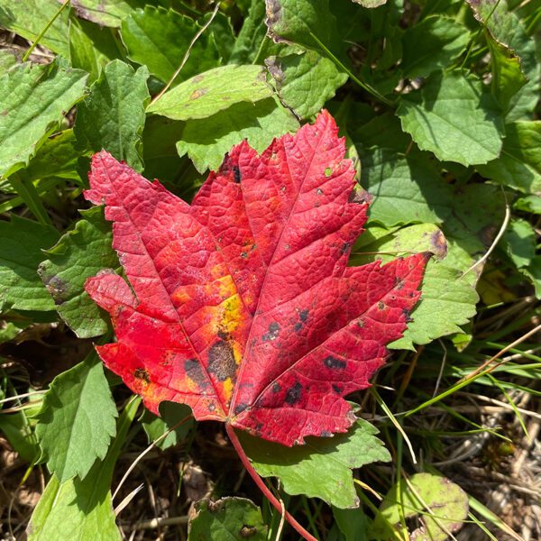 A brilliantly red maple leaf stands out atop green weeds. Photo: Heidi S. Skinner