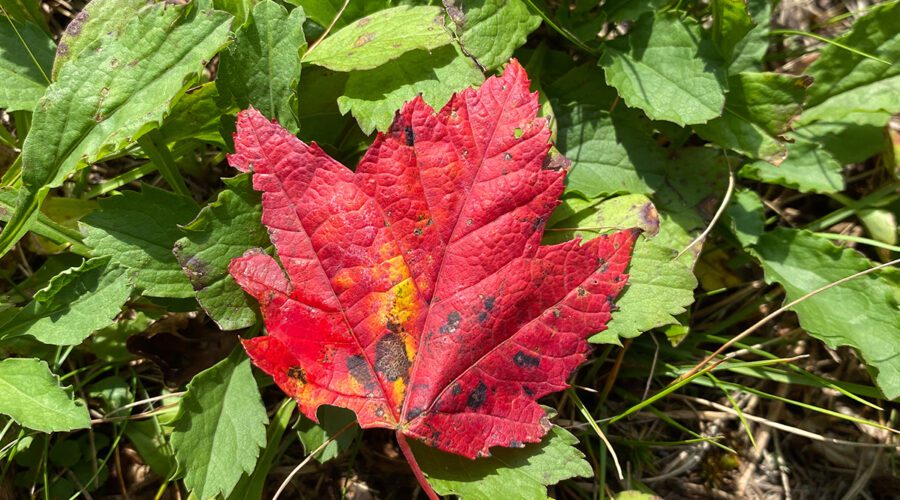 A brilliantly red maple leaf stands out atop green weeds. Photo: Heidi S. Skinner