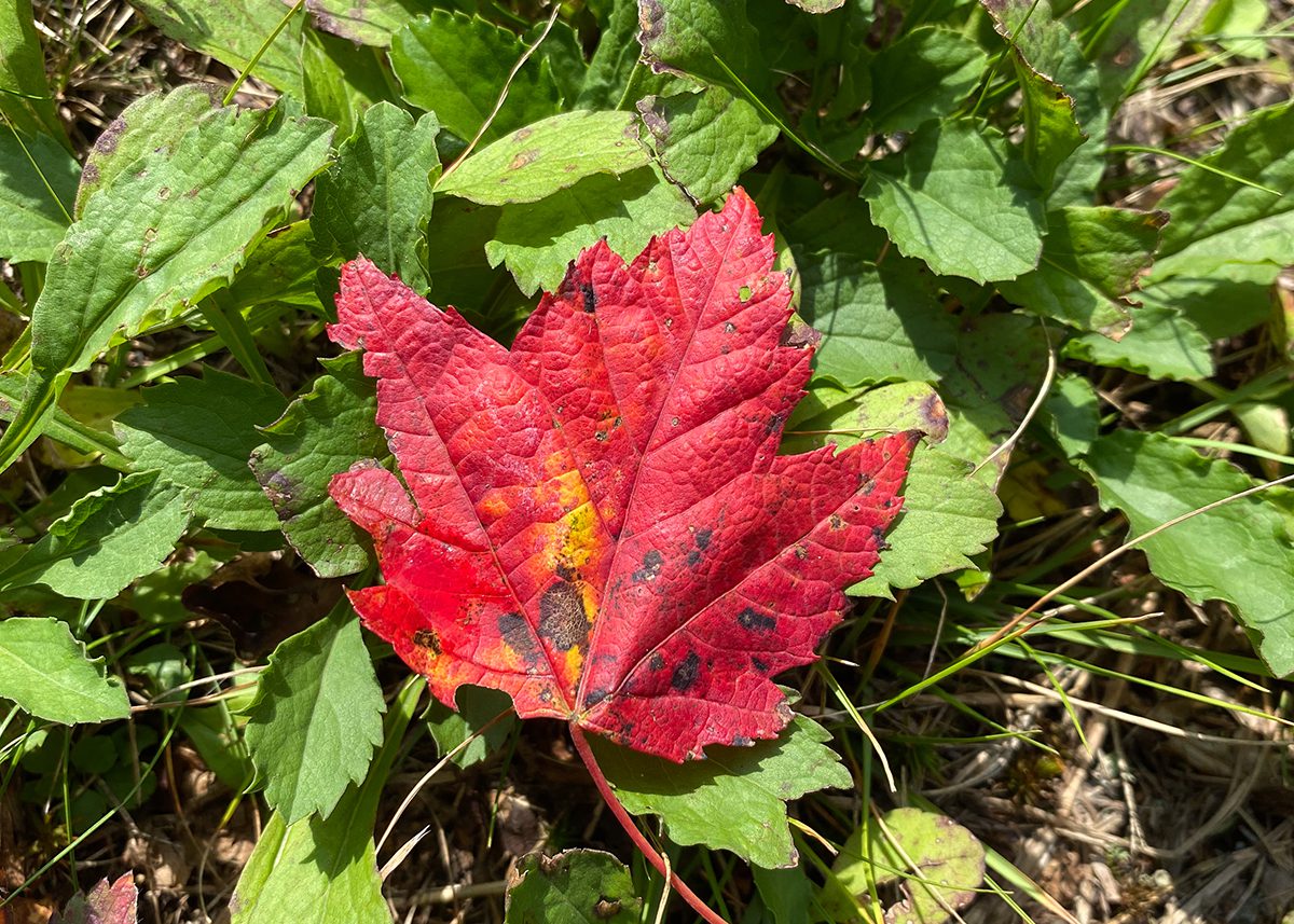 A brilliantly red maple leaf stands out atop green weeds. Photo: Heidi S. Skinner