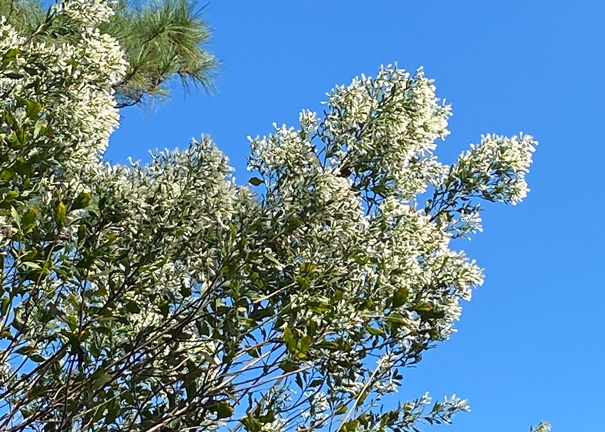 Saltbush (Baccharis halimifolia) shows off its white blooms against a Carolina sky.
Photo: Heidi S. Skinner