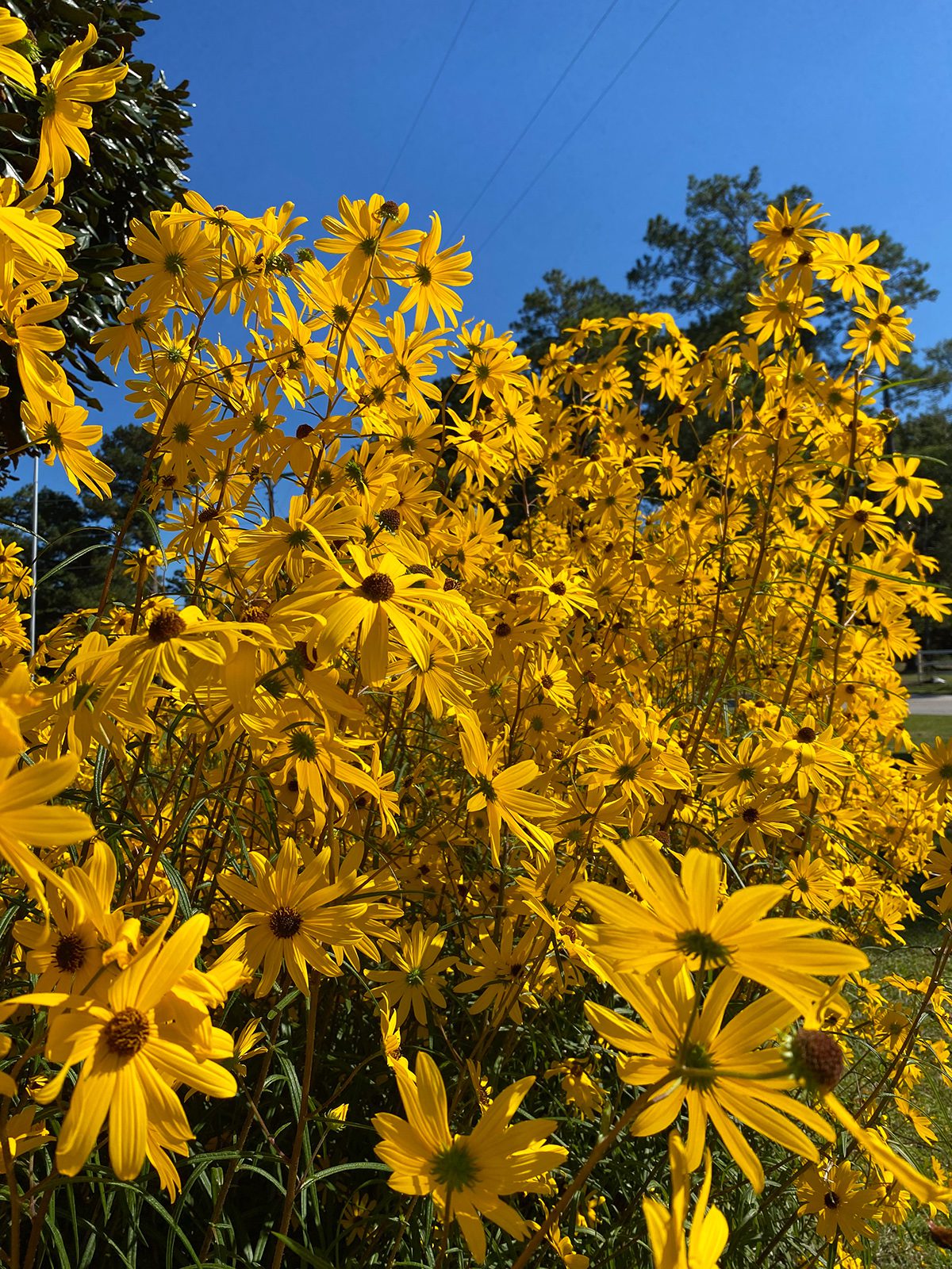 The bright gold of swamp sunflower (Helianthus angustifolius) competes with blue skies in a display of color. Photo: Heidi S. Skinner