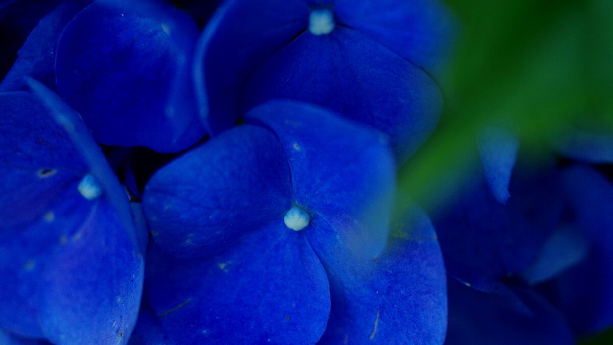 Rich blue hydrangeas are an indicator of lower soil pH, or higher acidity, and while many prefer pink hydrangeas, those require more alkaline soil. Photo: Mark Hibbs