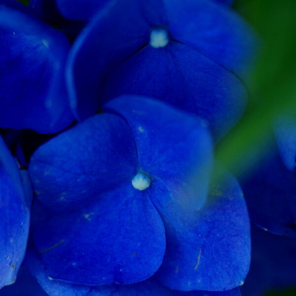 Rich blue hydrangeas are an indicator of lower soil pH, or higher acidity, and while many prefer pink hydrangeas, those require more alkaline soil. Photo: Mark Hibbs