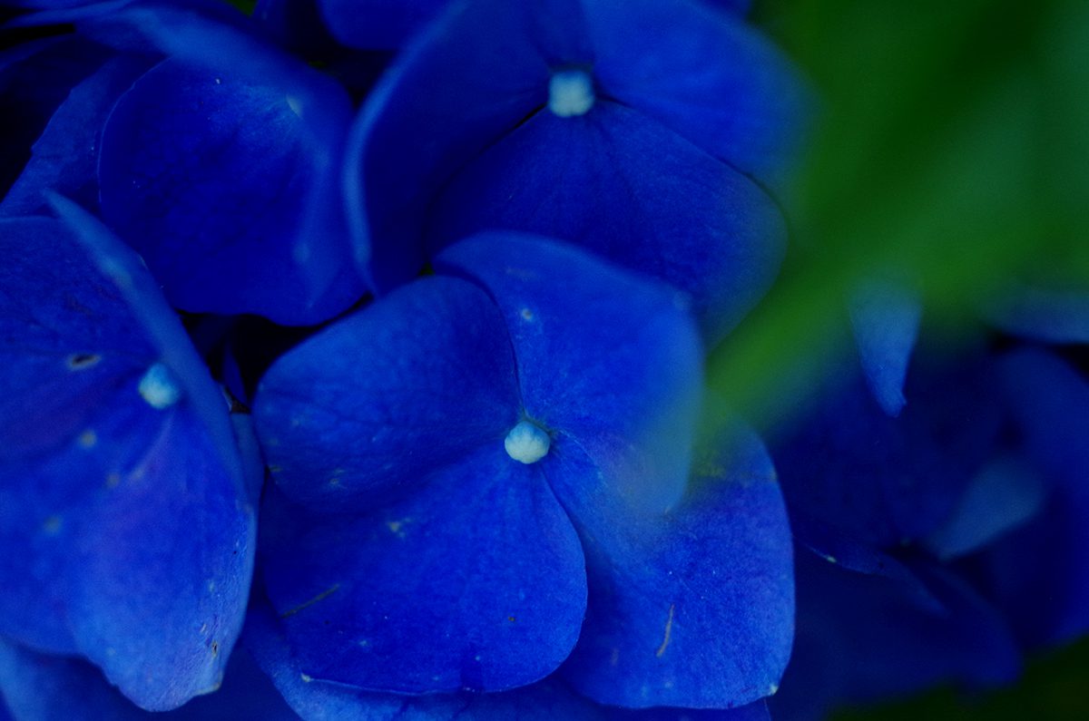 Rich blue hydrangeas are an indicator of lower soil pH, or higher acidity, and while many prefer pink hydrangeas, those require more alkaline soil. Photo: Mark Hibbs