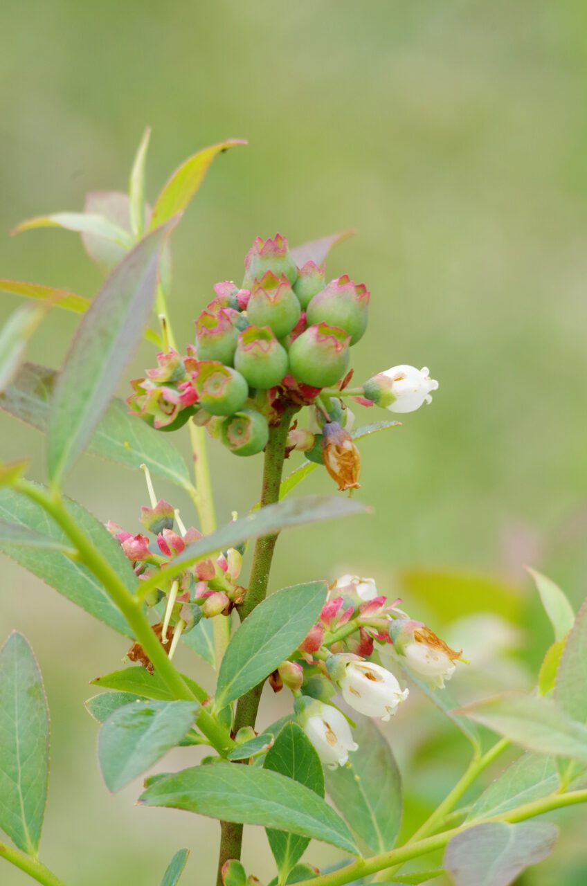 Don't plant blueberries like these alongside your fig trees, they won't care for the same soil pH. Photo: Mark Hibbs