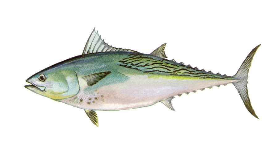 False albacore painting by Duane Raver, courtesy Division of Marine Fisheries.