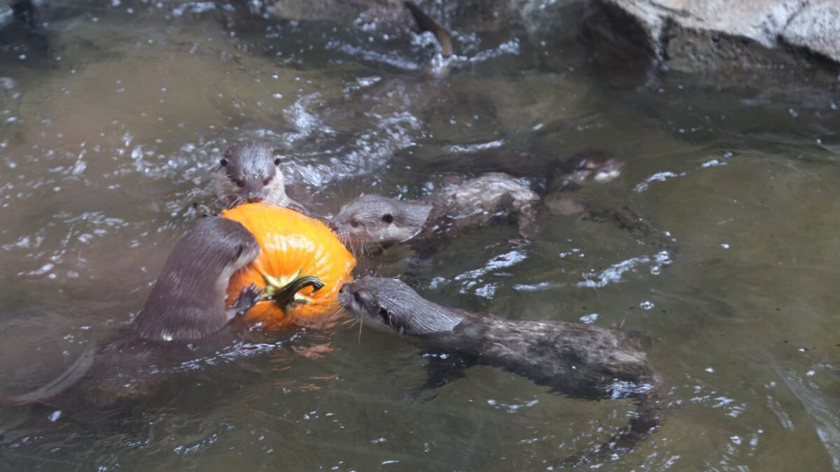 Asian small-clawed otters play with a pumpkin at the North Carolina Aquarium at Fort Fisher. Photo: N.C. Aquariums