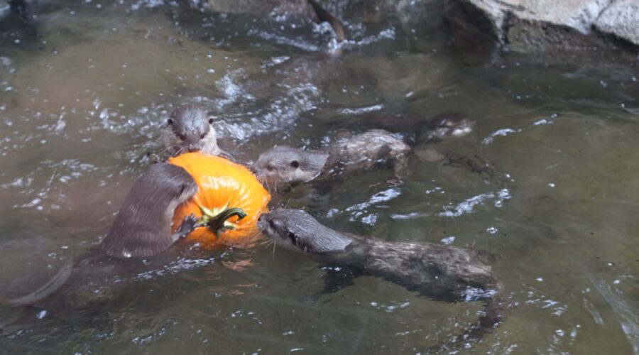 Asian small-clawed otters play with a pumpkin at the North Carolina Aquarium at Fort Fisher. Photo: N.C. Aquariums