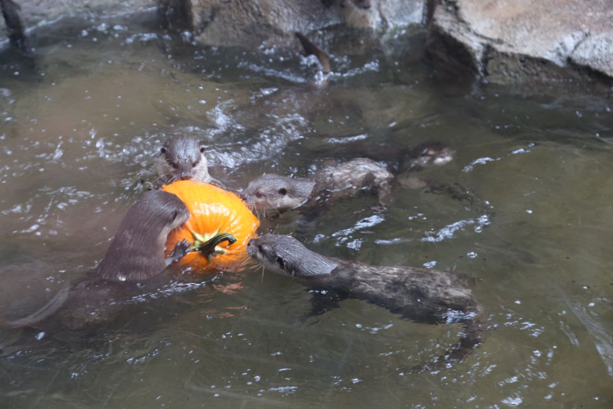 Asian small-clawed otters play with a pumpkin at the North Carolina Aquarium at Fort Fisher. Photo: N.C. Aquariums