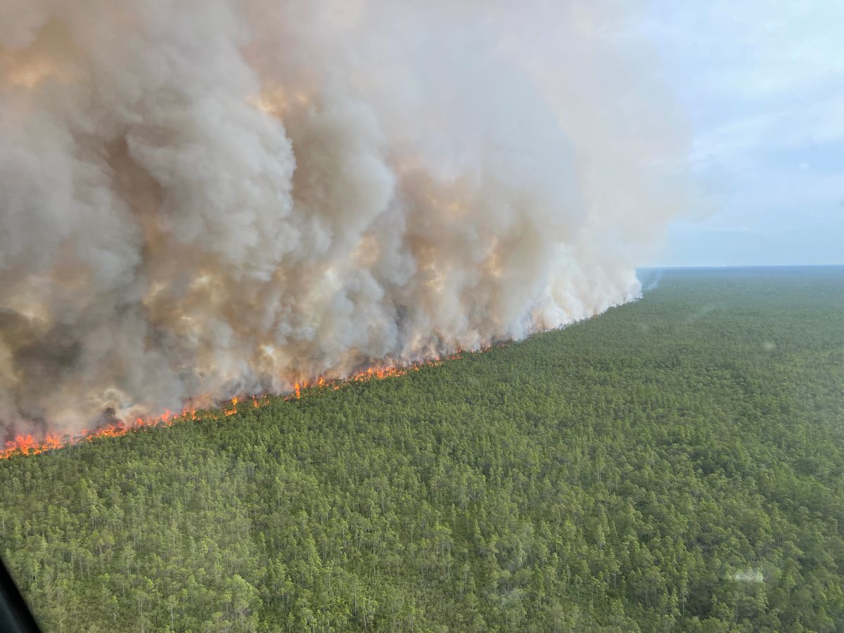 Pulp Road fire in Brunswick County during June 2023. Photo: N.C. Forest Service