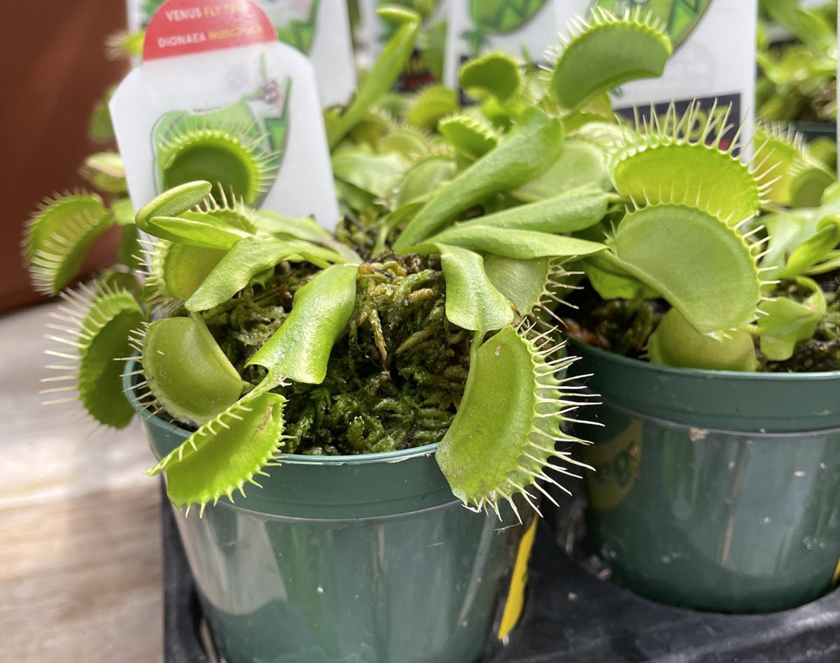 Around Halloween, garden centers stock up on Venus flytraps as gardeners of all skill levels imagine their own “Little Shop of Horrors” in miniature. Photo: Liz Biro