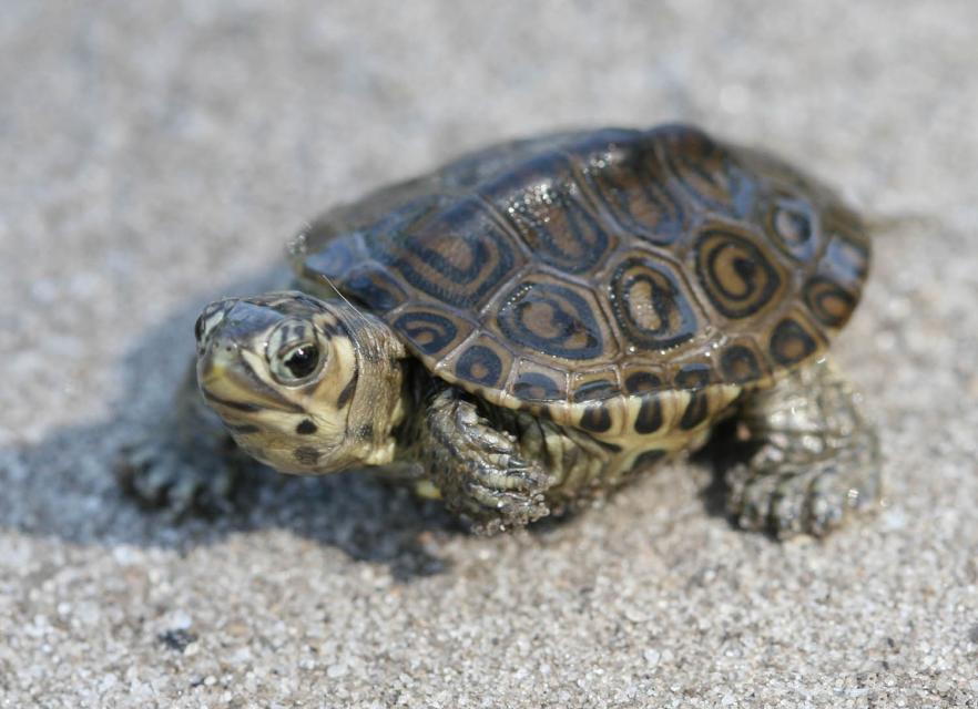 A young diamondback terrapin. Photo: Jeff Hall/N.C. Wildlife Resources Commission