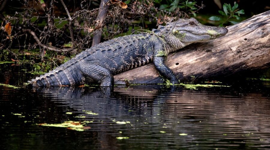 An American alligator perches on a fallen log. Photo: N.C. Wildlife Resources Commission