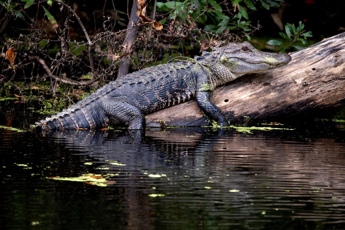 An American alligator perches on a fallen log. Photo: N.C. Wildlife Resources Commission 

