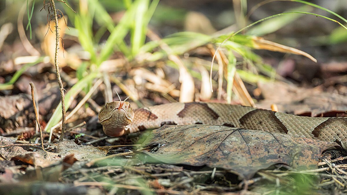 Fall colors, the reds, yellows, browns and copperheads. An eastern copperhead crosses a path recently at the New Bern Civil War Battlefield in Craven County. Watch your step! Photo: Doug Waters