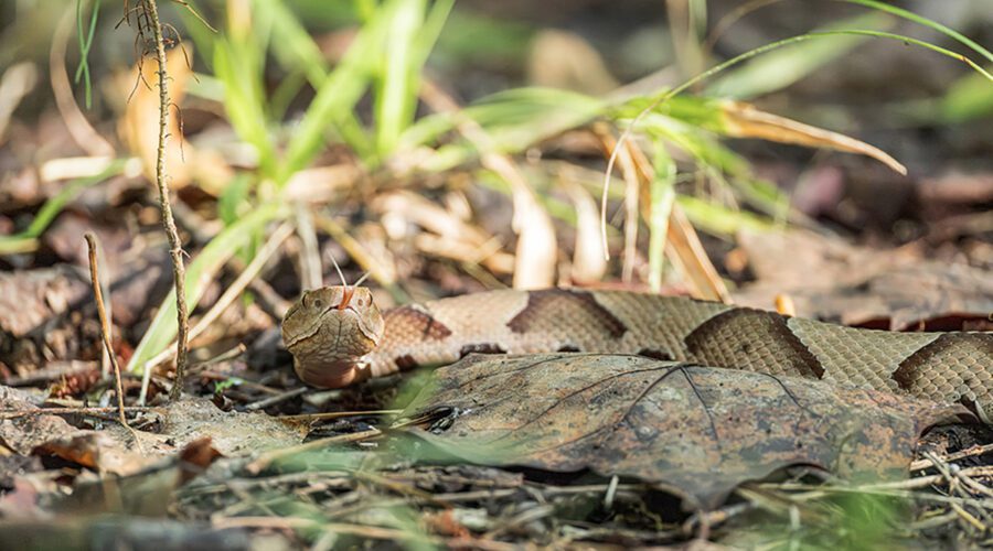 Fall colors, the reds, yellows, browns and copperheads. An eastern copperhead crosses a path recently at the New Bern Civil War Battlefield in Craven County. Watch your step! Photo: Doug Waters