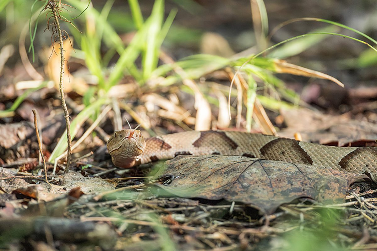 Fall colors, the reds, yellows, browns and copperheads. An eastern copperhead crosses a path recently at the New Bern Civil War Battlefield in Craven County. Watch your step! Photo: Doug Waters