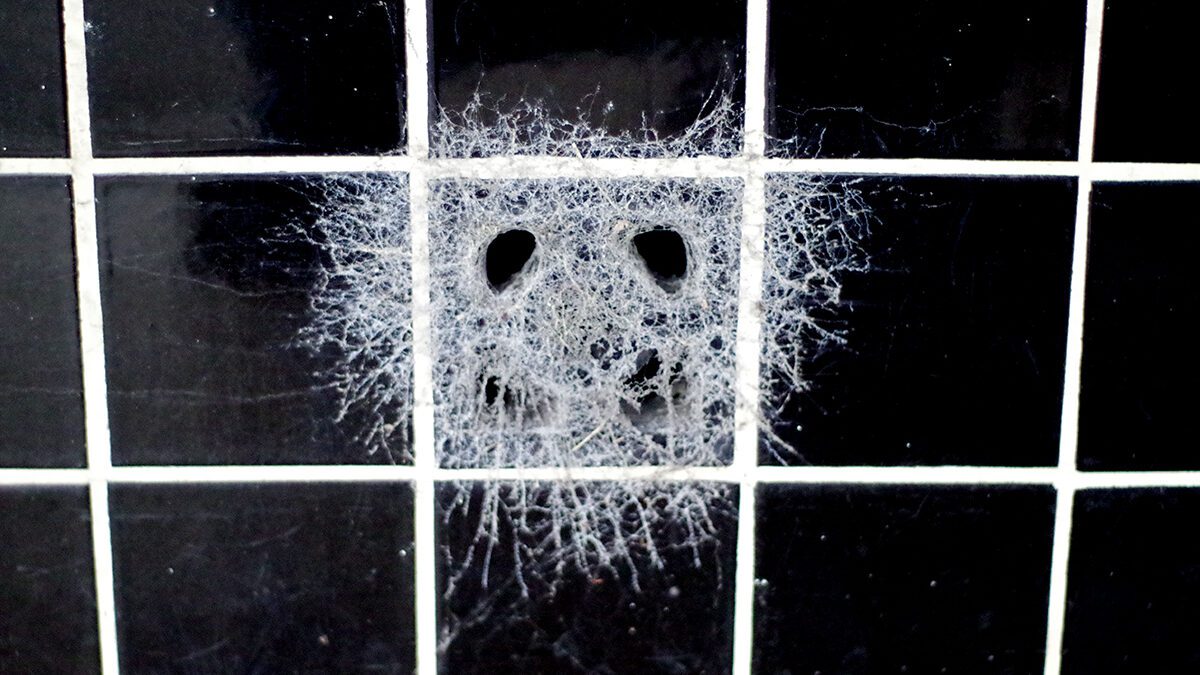 Webs around a vent in the tiled storefront of the old M. Mann's & Sons building in Newport create a ghostly appearance peering out at passersby from the longtime home of the former C.M. Hill Hardware, established in 1938, where the North Carolina Railroad Co. line, Chatham, East Chatham and Market streets all intersect with East and West Railroad boulevards. Photo: Mark Hibbs