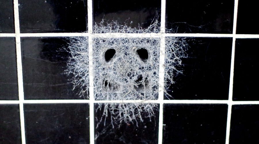 Webs around a vent in the tiled storefront of the old M. Mann's & Sons building in Newport create a ghostly appearance peering out at passersby from the longtime home of the former C.M. Hill Hardware, established in 1938, where the North Carolina Railroad Co. line, Chatham, East Chatham and Market streets all intersect with East and West Railroad boulevards. Photo: Mark Hibbs