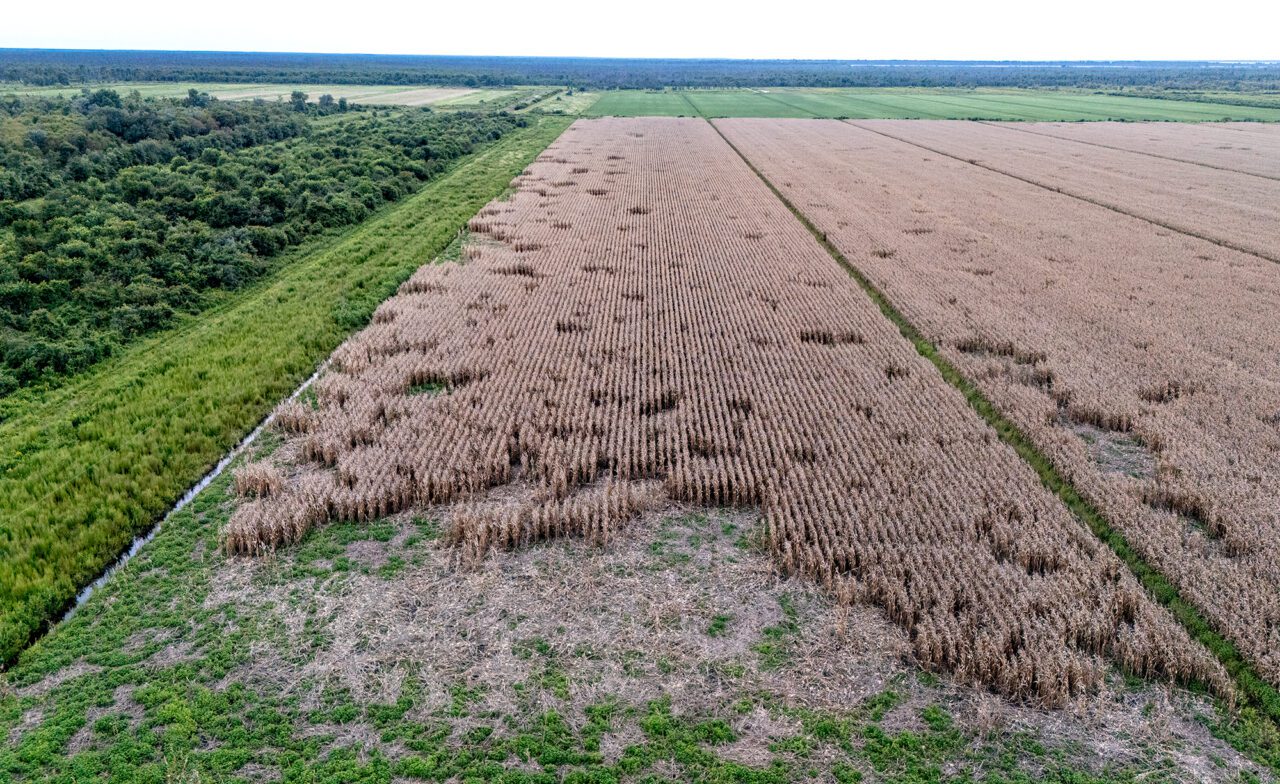 Part of cornfield bears the destructive, costly evidence of the bears that roam around this farm near the Pocosin Lakes Wildlife Refuge in Tyrell County. Photo: Dylan Ray