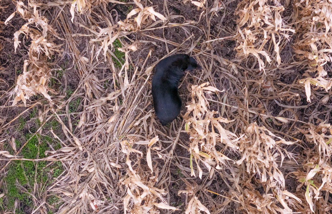 A black bear feeds on corn in the middle of a field near the Pocosin Lakes Wildlife Refuge in Tyrrell  County. Photo: Dylan Ray