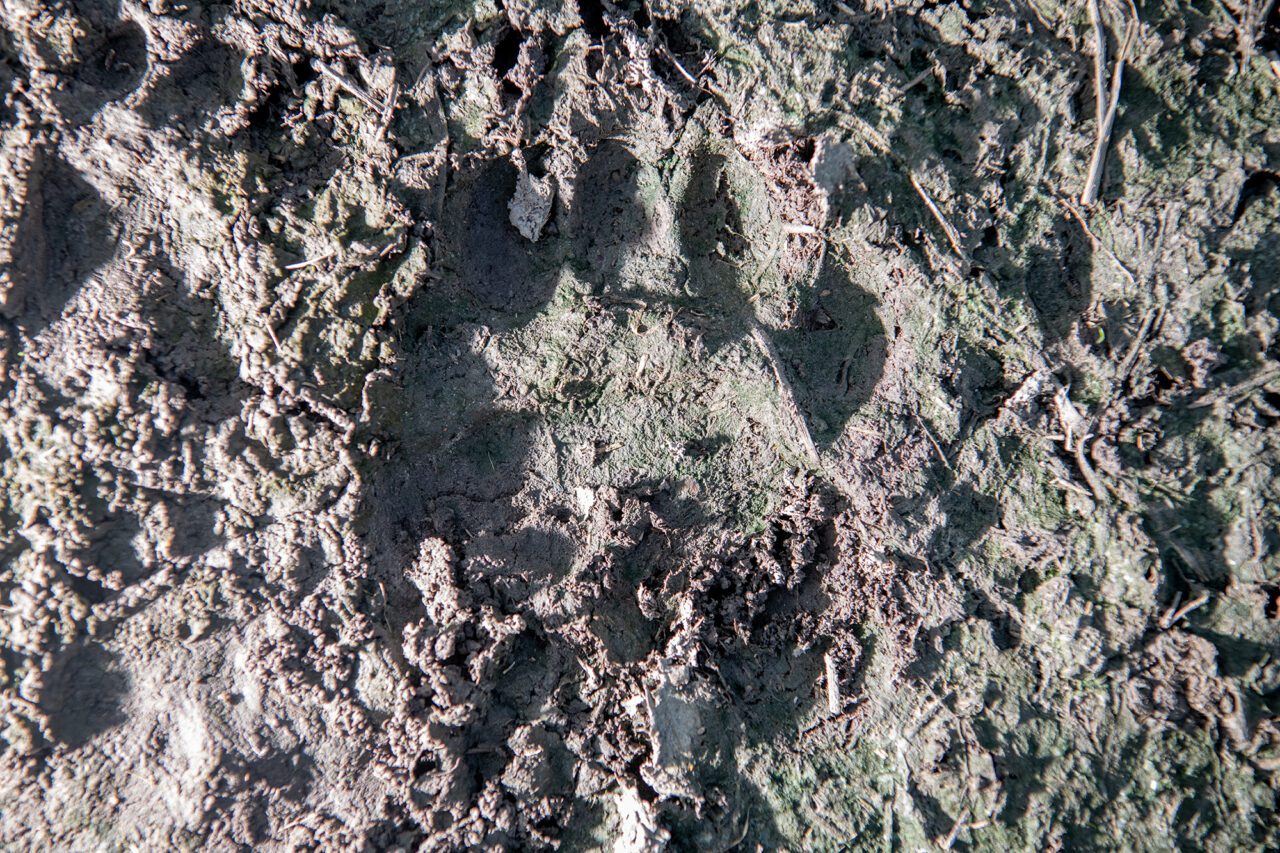 Black bear paw prints line a muddy farm access road near the Pocosin Lakes Wildlife Refuge in Tyrell County. Photo: Dylan Ray