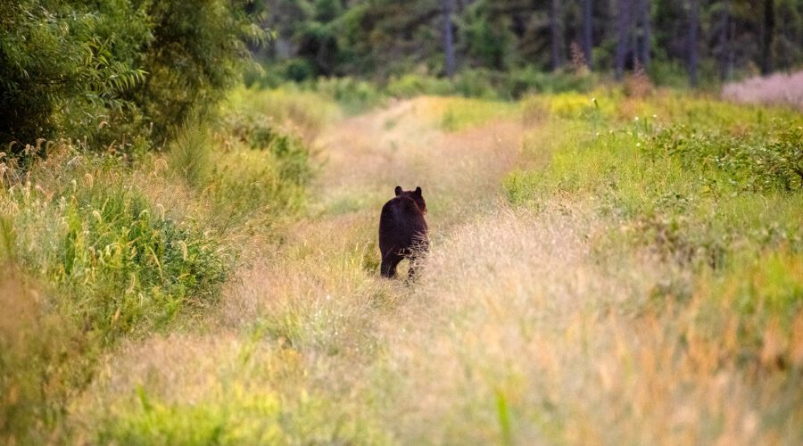 A black bear runs along the edge of a cornfield near the Pocosin Lakes Wildlife Refuge in Tyrell County. Photo: Dylan Ray