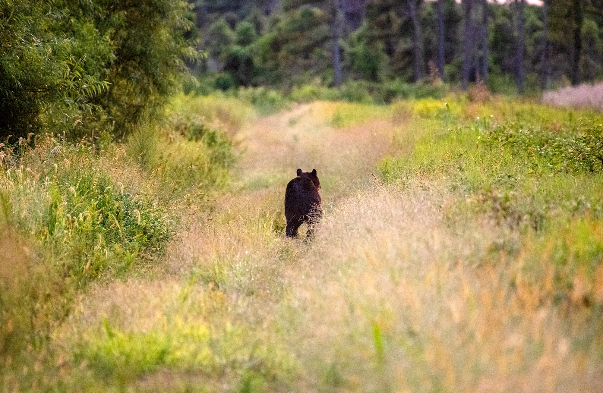 A black bear runs along the edge of a cornfield near the Pocosin Lakes Wildlife Refuge in Tyrell County. Photo: Dylan Ray