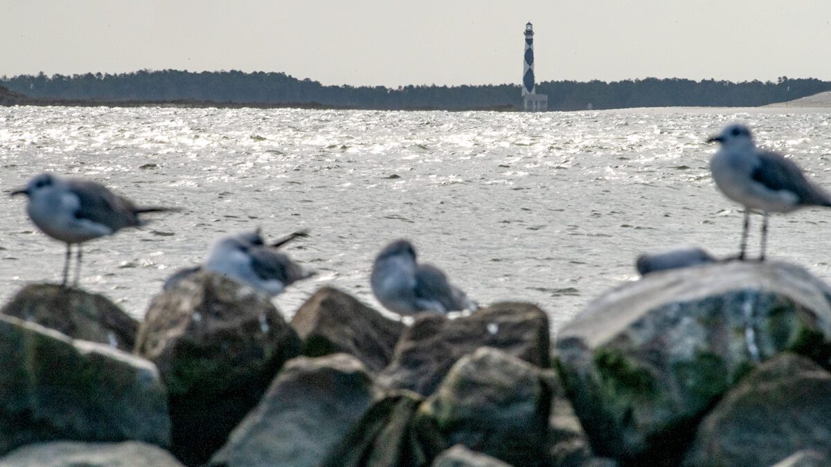 Shorebirds hunker down recently on a jetty at the Cape Lookout National Seashore visitor center at Shell Point on Harkers Island. The 1859 lighthouse reaches 163 feet skyward in the background. Photo: Dylan Ray