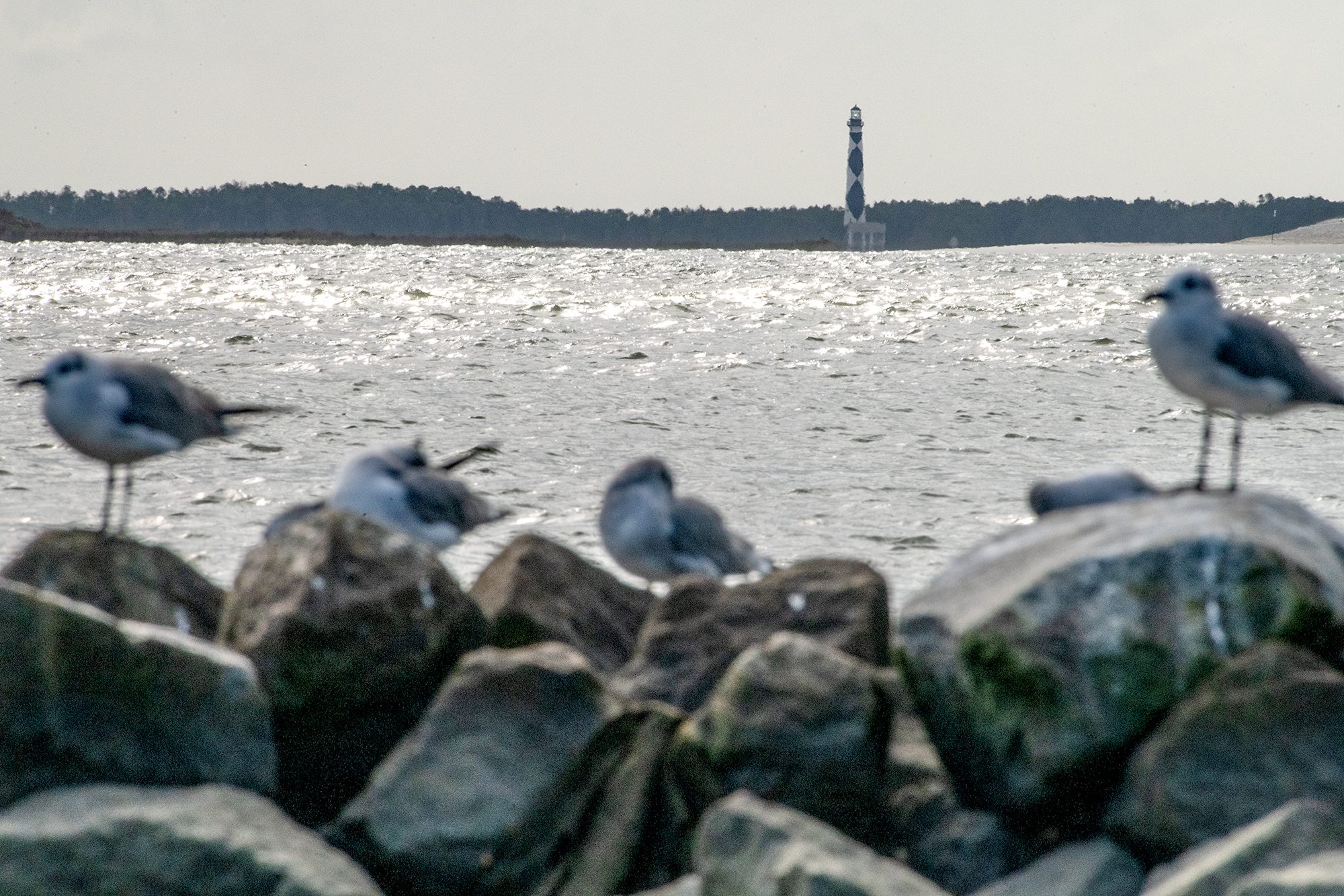 Shorebirds hunker down recently on a jetty at the Cape Lookout National Seashore visitor center at Shell Point on Harkers Island. The 1859 lighthouse reaches 163 feet skyward in the background. Photo: Dylan Ray