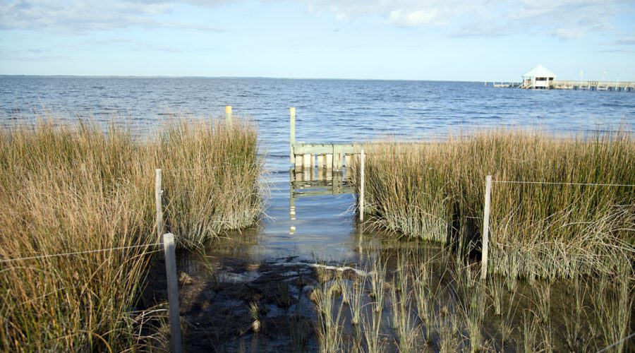 Recently planted grasses take root and mark the Duck living shoreline part of the resilience project. Photo: Kip Tabb
