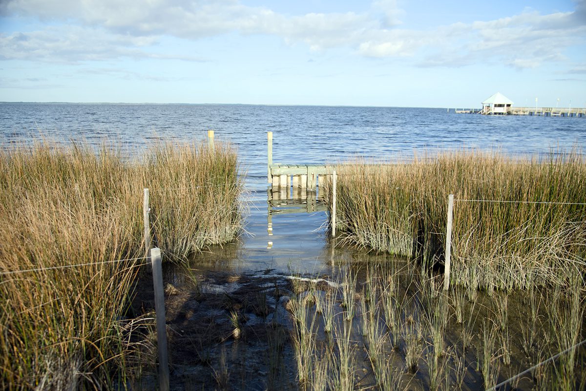 Recently planted grasses take root and mark the Duck living shoreline part of the resilience project. Photo: Kip Tabb