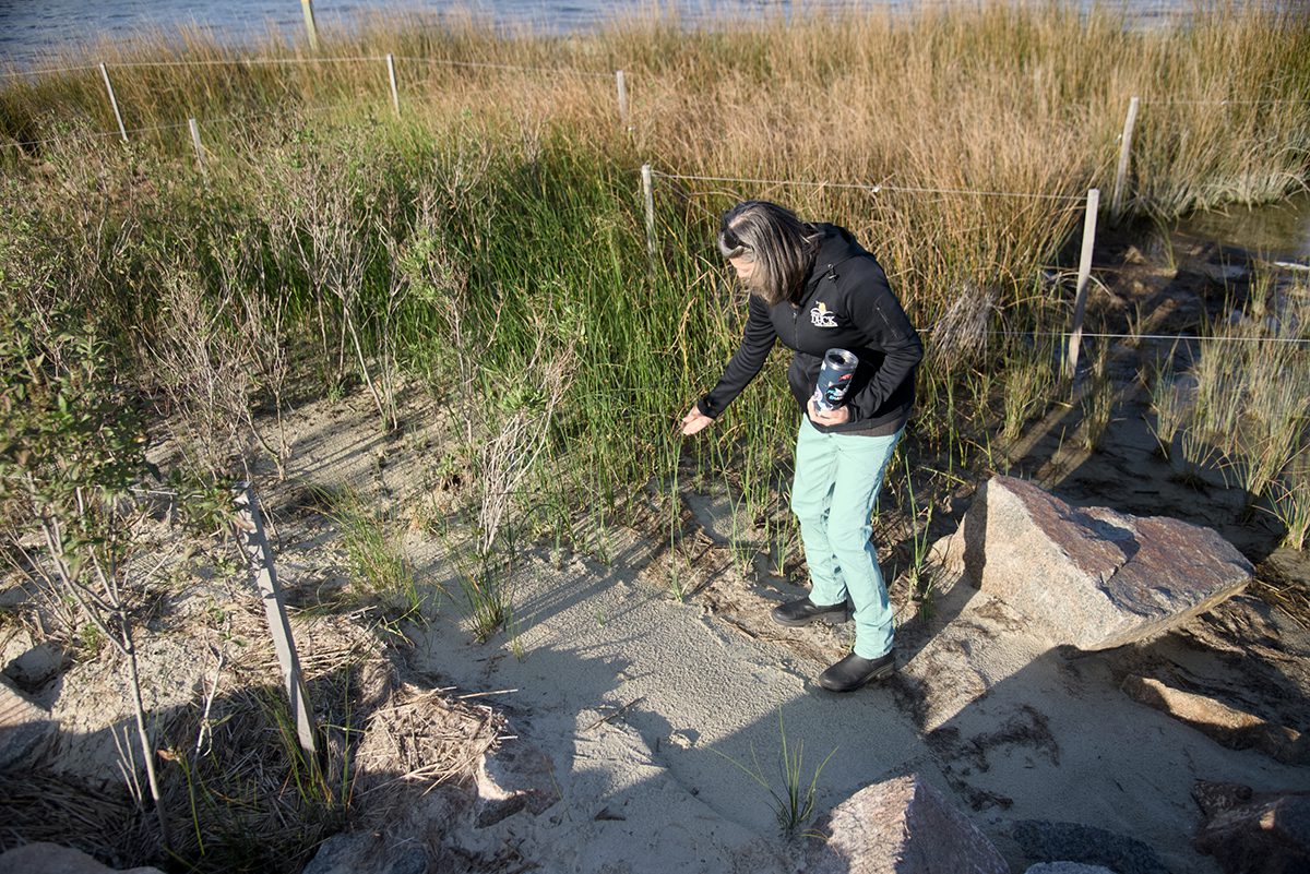 Duck Senior Planner Sandy Cross gestures toward black needle rush that has taken root. Photo: Kip Tabb