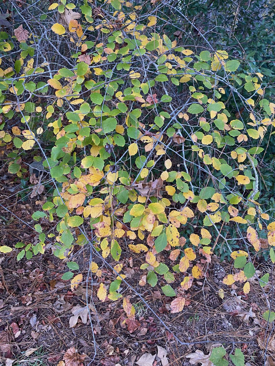 Hiding in plain sight, witch hazel looks like any other unremarkable understory plant. Photo: Heidi Skinner