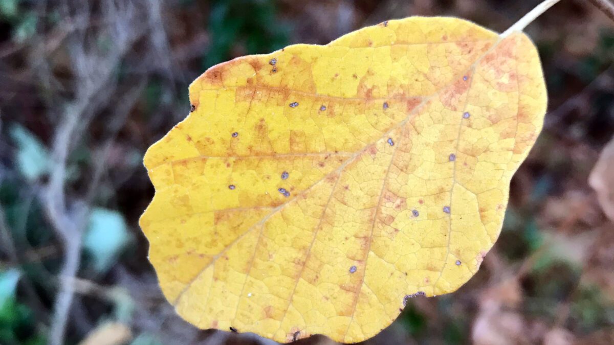 A brilliantly golden fall witch hazel leaf appears in a pop of color. Photo: Heidi Skinner