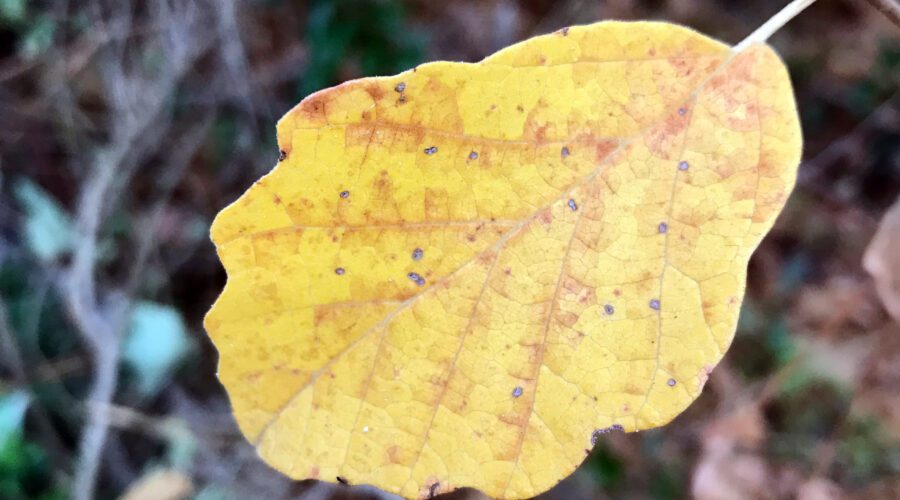 A brilliantly golden fall witch hazel leaf appears in a pop of color. Photo: Heidi Skinner