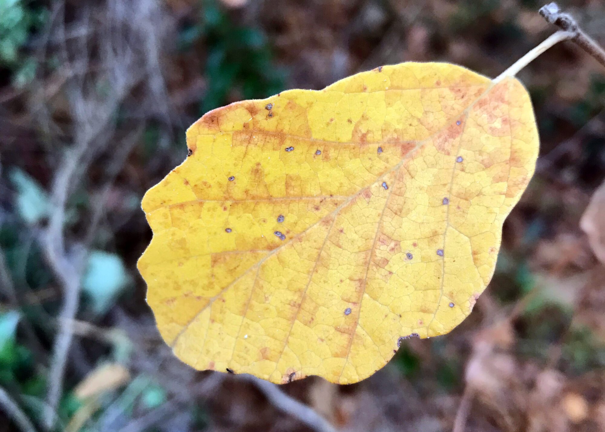 A brilliantly golden fall witch hazel leaf appears in a pop of color. Photo: Heidi Skinner