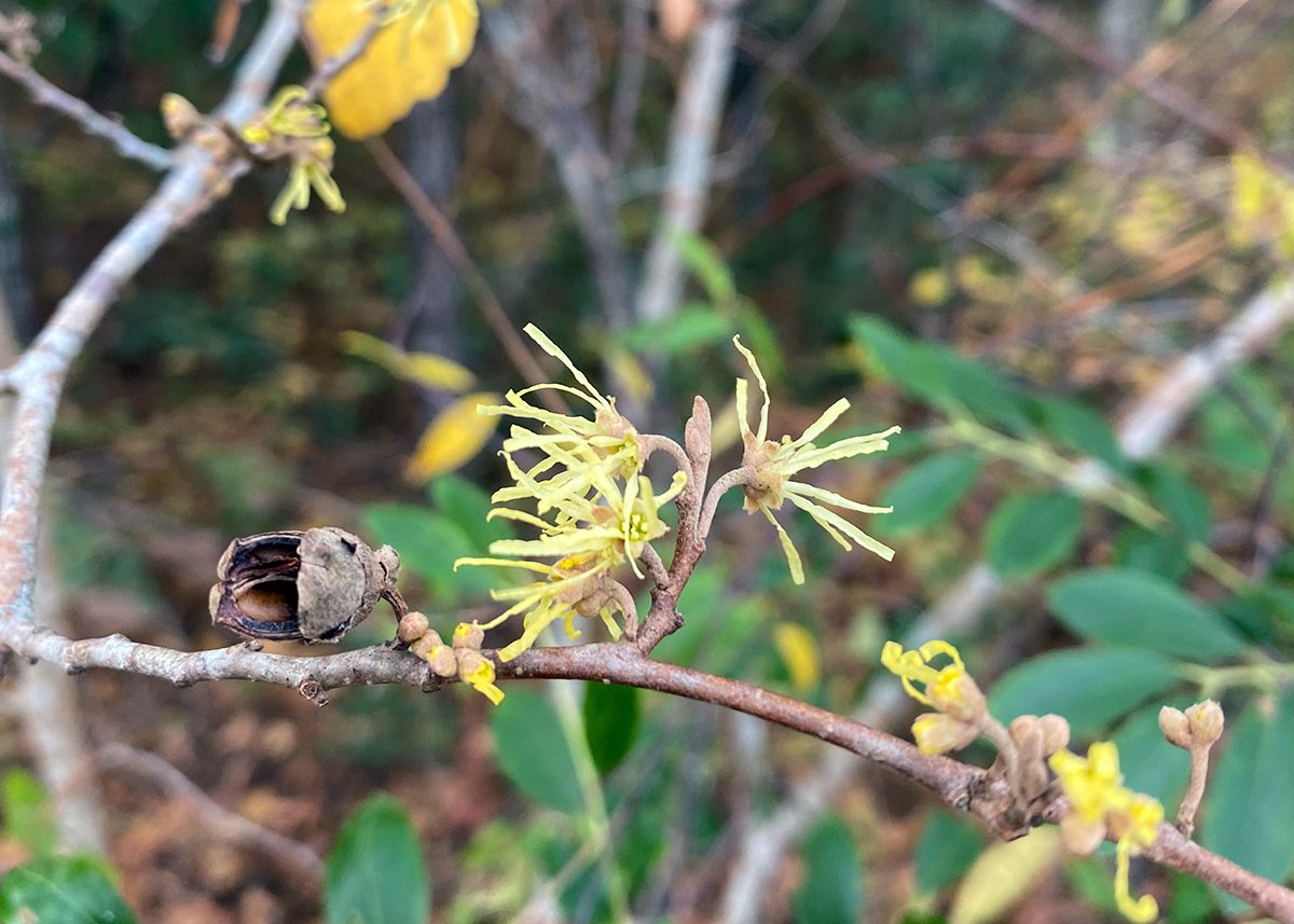 Witch hazel's bright yellow blooms are shown up close. Photo: Heidi Skinner