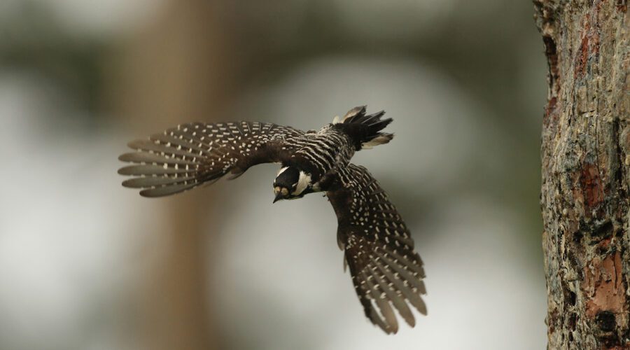 Red-cockaded woodpecker. Photo: Martjan Lammertink/USFS