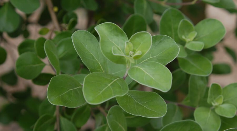 Beach vitex leaves are shown up close. Photo: Jim Robbins, Creative Commons