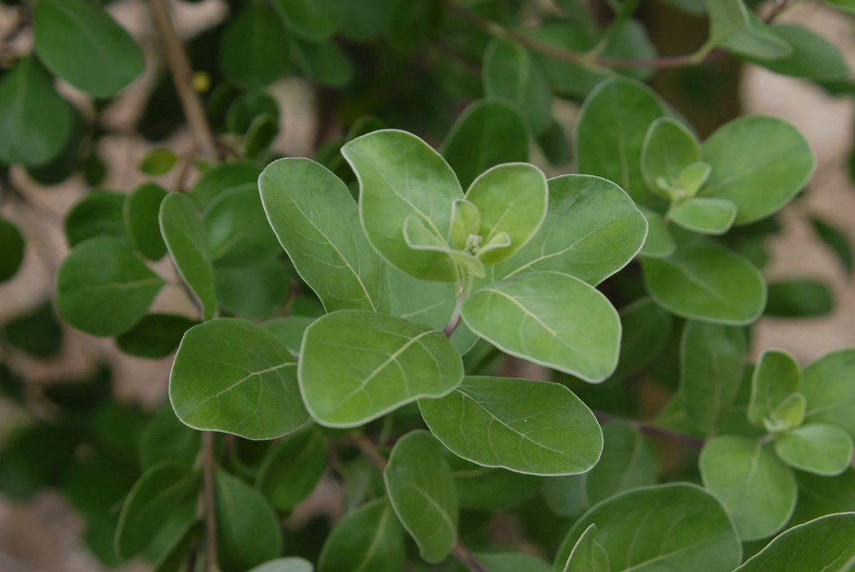 Beach vitex leaves are shown up close. Photo: Jim Robbins, Creative Commons